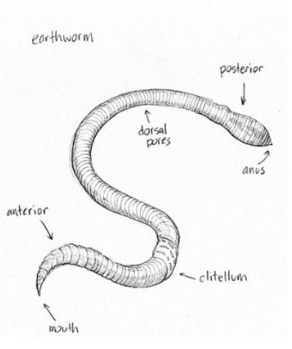 <p>3 (posterior)</p>