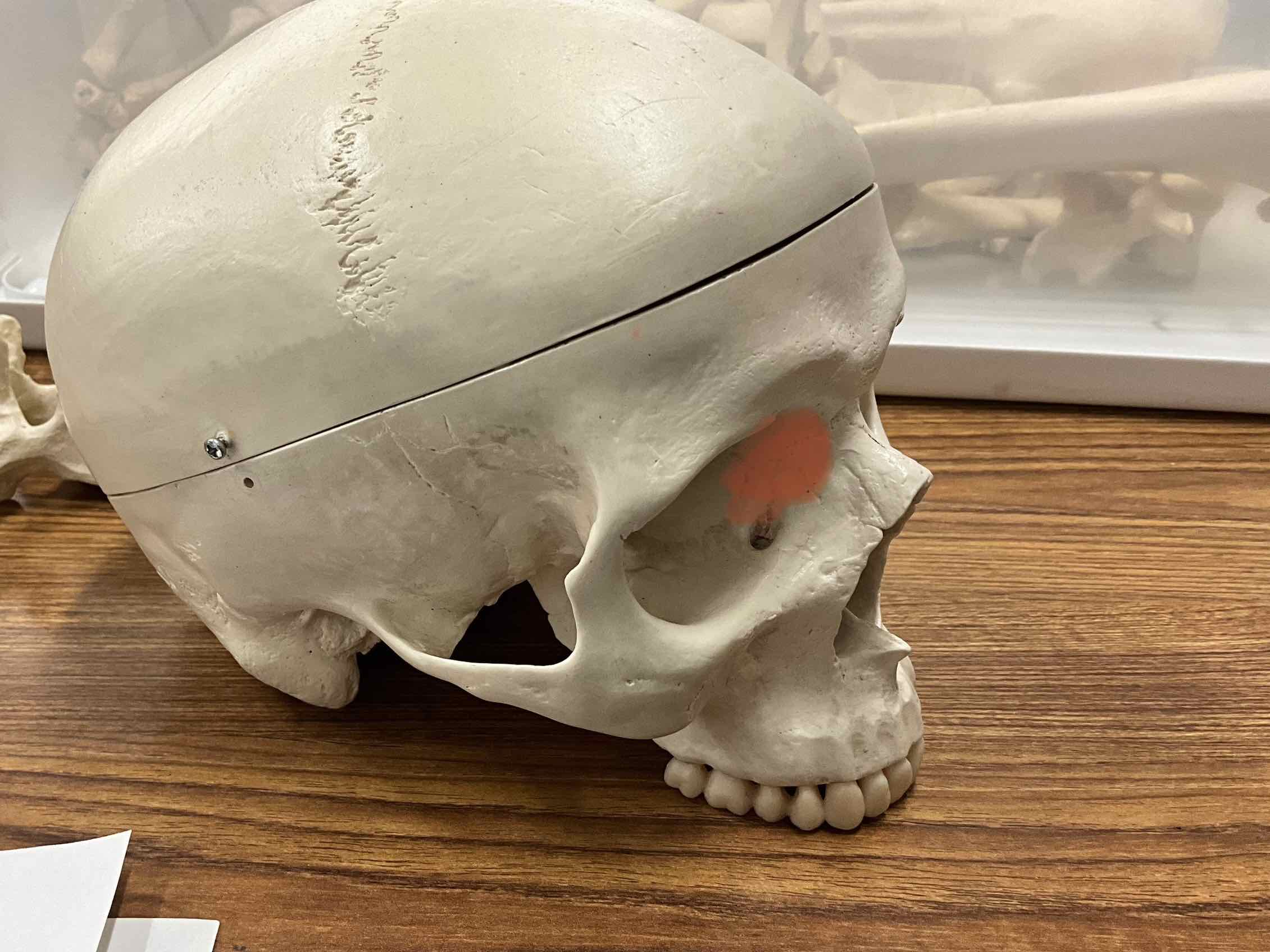 <p>Name the bone</p>