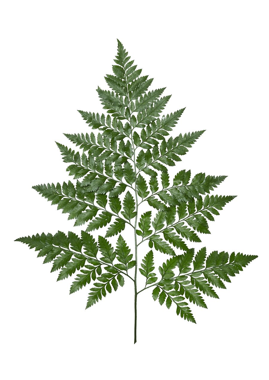 <p>Leatherleaf Fern</p>