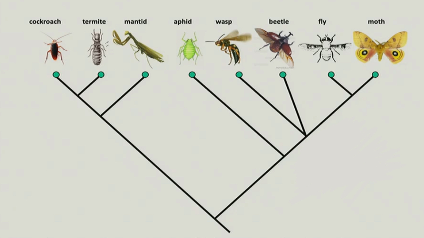 <p>these are trees in which each internal node gives rise to two descendent branches, the photo is an example of one</p>