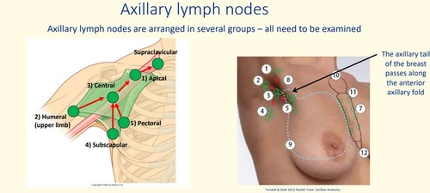 <p>Concentrated in armpit, receive lymph from upper limb and female breast</p>
