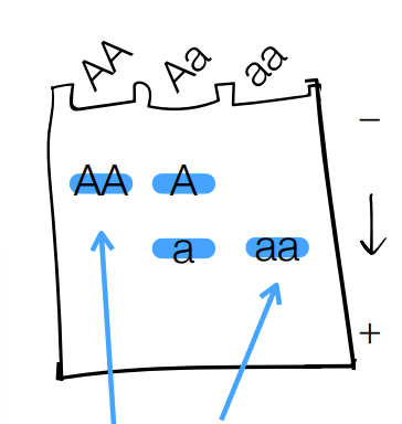 <p>explain what the single band (aka no overlap) mean vs double band mean</p>