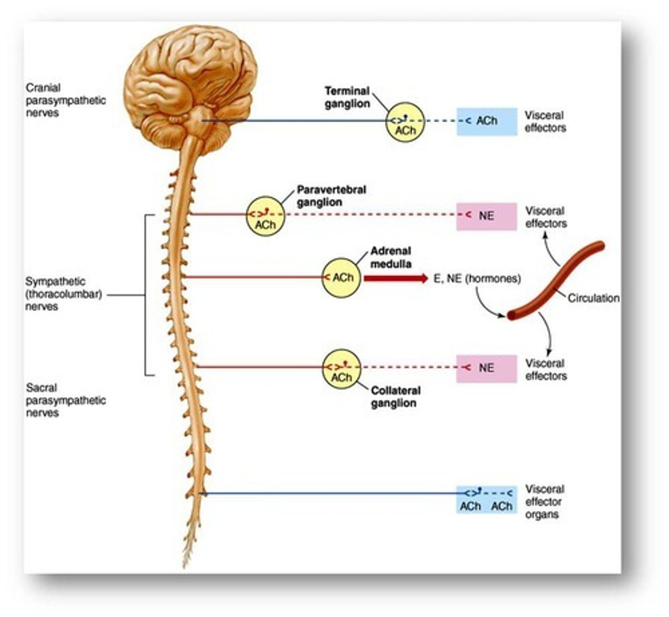 <p>Neurotransmitter released by parasympathetic postganglionic axons.</p>