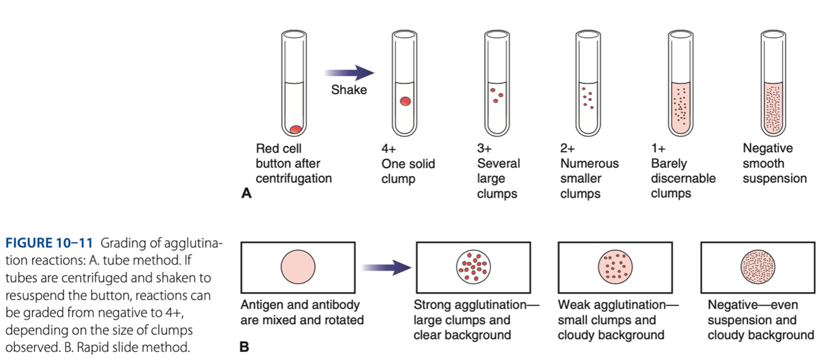 <p>px antibody.</p>