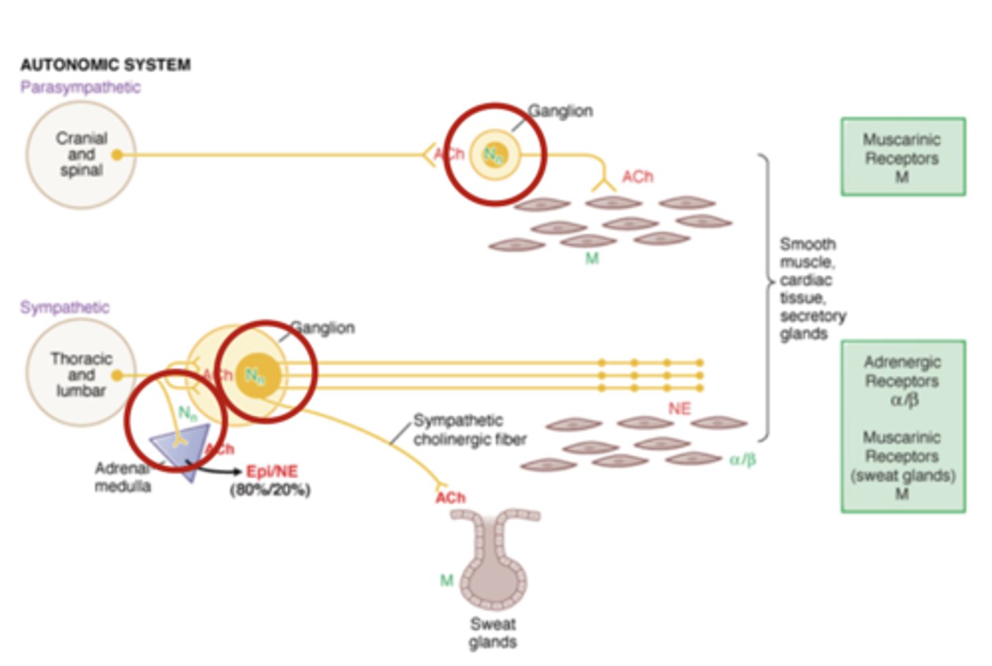 <p>- involved in the autonomic system</p><p>- Found on ganglionic nerve bundles of sympathetic and parasympathetic systems (and activated by pre-ganglionic neurons in both systems)</p><p>- Also found on adrenal medulla, and in the CNS</p>