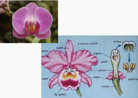 <p>Orchid flower with a distinct lip (labellum).</p>