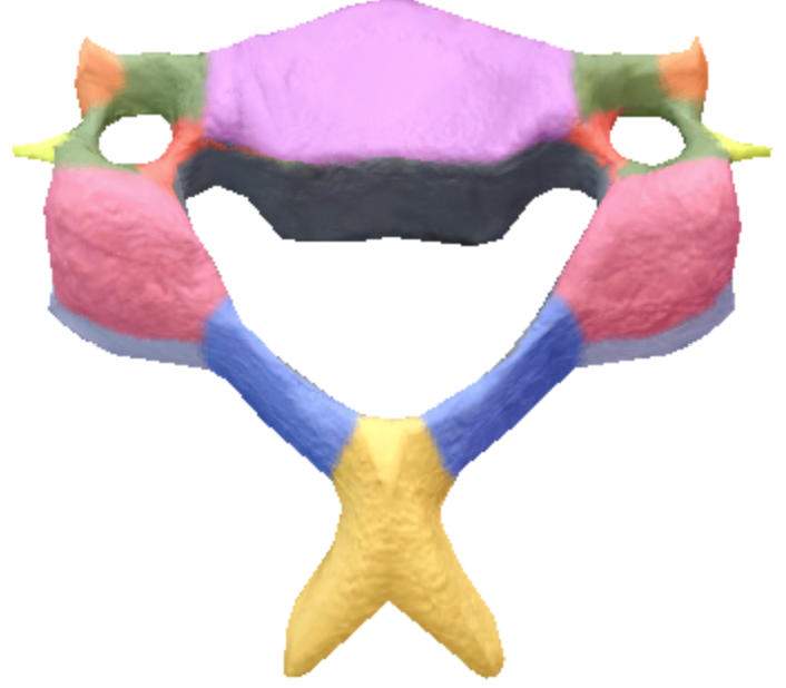 <p>Where is the body of the cervical spine vertebrae located?</p>