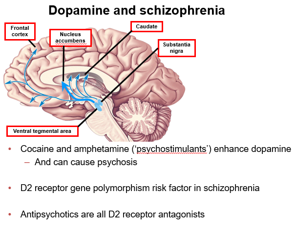 <p><strong>A1:</strong><br>The <strong>frontal cortex (prefrontal cortex)</strong> controls <strong>cognition, decision-making, and executive function</strong>. <strong>Low dopamine (hypodopaminergia)</strong> here contributes to <strong>negative symptoms</strong> and <strong>cognitive deficits</strong>.</p>
