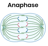 <p>spindle fibres contract and the centromere divides, pulling chromatids (from each pair) to opposite poles of cell as cell begins to divide. </p>