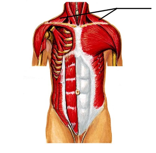 <p>back muscles that you can see anteriorly on the neck</p>