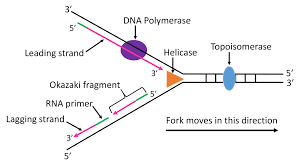 <ul><li><p>Helicase unwinds the hydrogen bonds that are found between complementary base pairs </p><ul><li><p>unwinds double helix, and separates the 2 strands </p></li><li><p>creates replication form where new strands can be synthesized </p></li></ul></li></ul><p></p>