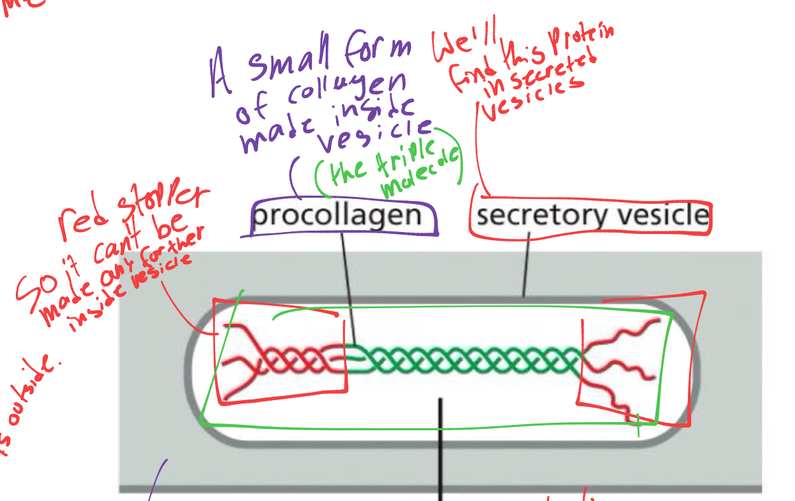 <p>in a SECRETORY vesicle inside the cell bc we need the ribosomes inside the cell to make the protein for it'</p><ul><li><p>the form is going to be called pro collagen (its a pre version of the triple molecule)</p></li></ul><p></p>