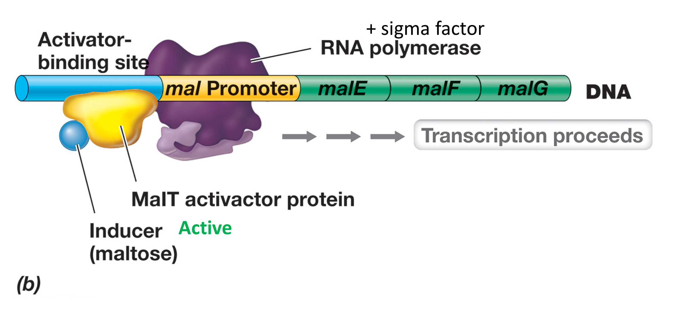 <ul><li><p>Specific activator is <strong><em>activated</em></strong> when bound to effector, and activator thus binds to the activator binding site, recruiting more RNA pol.</p></li><li><p>If the binding site is further upstream by several hundred basepairs, then the specific activator-bound DNA must be looped to make contact with the RNA pol to activate transcription.</p></li></ul><p></p>