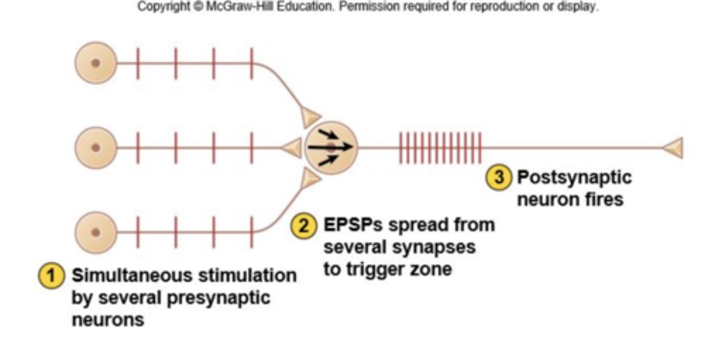 <p>Where two+ action potentials arrive from different presynaptic neurones and add together or cancel out</p>