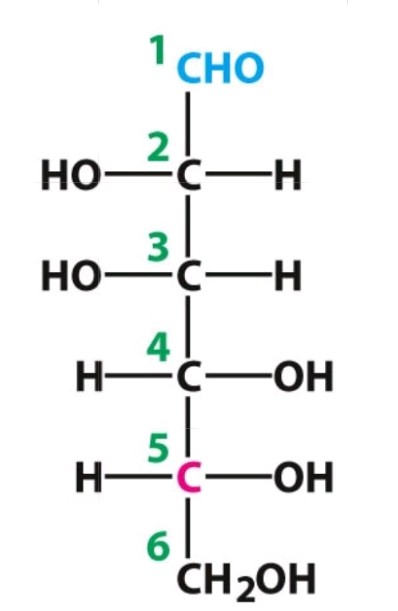 <p>D-Mannose </p><p>Aldose</p>