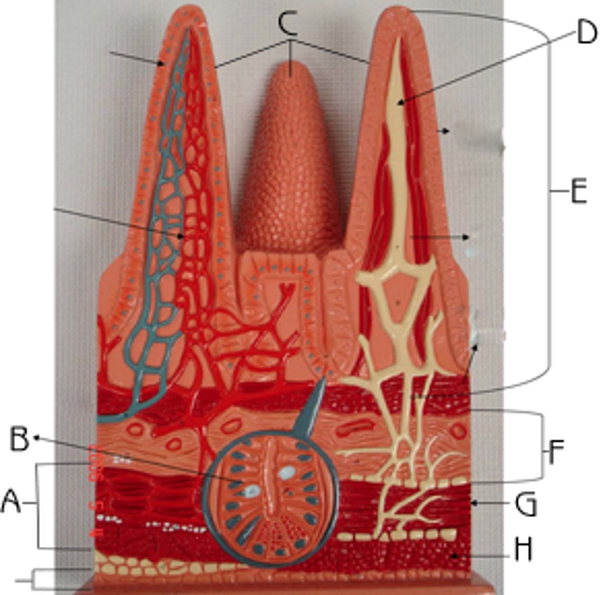 <p>indentations next to upped portions</p>