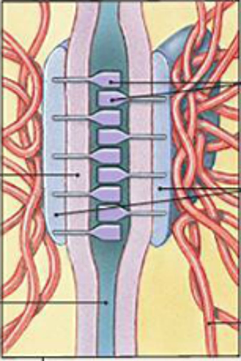 <p>what are disk-shaped structures with sticky glycoproteins? these reinforce cell-cell connections at stress point.</p>