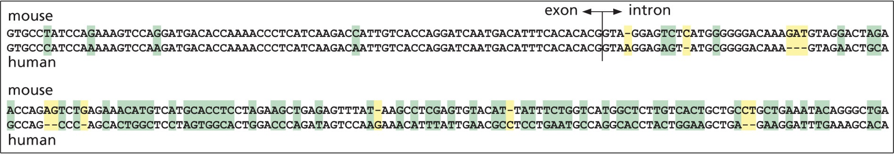 Single nucleotides are changed is boxed in green, different by addition or deletion in yellow. The coding sequences of the exon is much more conserved than the adjacent intron sequence.