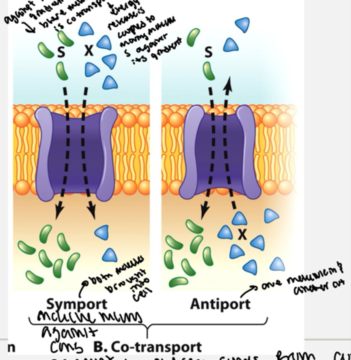 <p>this is a form of active transport and moves molecules against their concnetration gradients</p><p>- symport = both molecules are brought into the cell with one moving with its conc gradient to provide energy to move another molecules against its conc gradient</p><p>- antiport = one molecule moves into the cell against it's conc gradient while one molecule moves out of the cell with it's conc gradient which provides energy to transport the molecules</p>