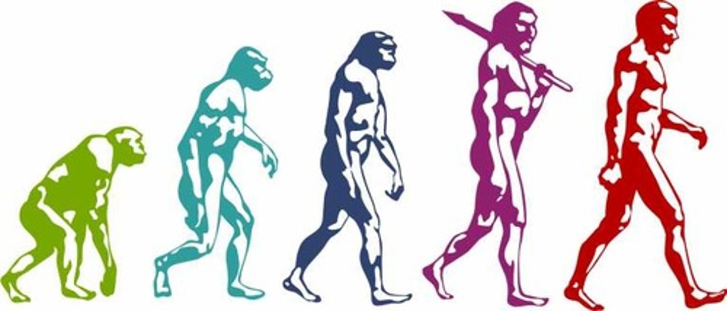 <p>(A) Evolutionary Biology theory</p><p>Evolutionary Biology theory explains that dreaming occurs as a threat simulation to prepare for the real world, or as a method of problem solving.</p>