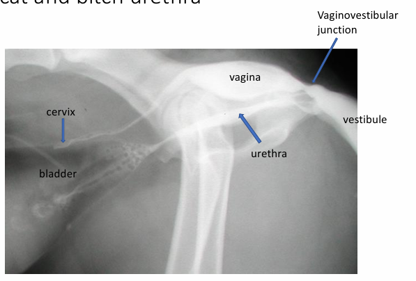 <ul><li><p>Urethra enters vestibule 2-5mm caudal to the vaginovestibular junction</p></li><li><p>Dorsal urethral wall is in close association with the ventral wall of the vagina</p></li><li><p>Urethra is relatively straight and short compared to male urethra</p></li><li><p>Urethra is wider and mucosa is folded, allows distension compared to male urethra</p></li></ul><p></p>