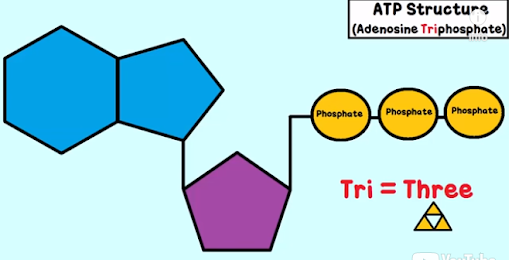 <p><strong>stands for adenosine triphosphate</strong></p><ul><li><p>Adenosine is the base (blue)</p></li><li><p>Tri- for the 3 phosphates (yellow)</p></li><li><p>Ribose is the sugar (purple)</p></li></ul>