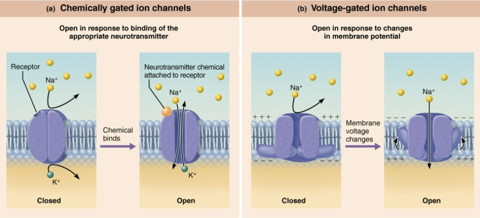 <ol><li><p><strong>Chemically gated </strong></p><ul><li><p>Open in response to binding of the appropriate neurotransmitter  </p></li></ul></li><li><p><strong>Voltage-gated </strong></p><ul><li><p>Open in response to changes in membrane potential </p></li></ul></li><li><p><strong>Mechanically gated </strong></p><ul><li><p>Open and close in response to physical deformation of receptors, as in sensory receptors </p></li></ul></li></ol><p></p><p></p>