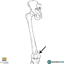<p>bump ABOVE the medial epicondyle</p>