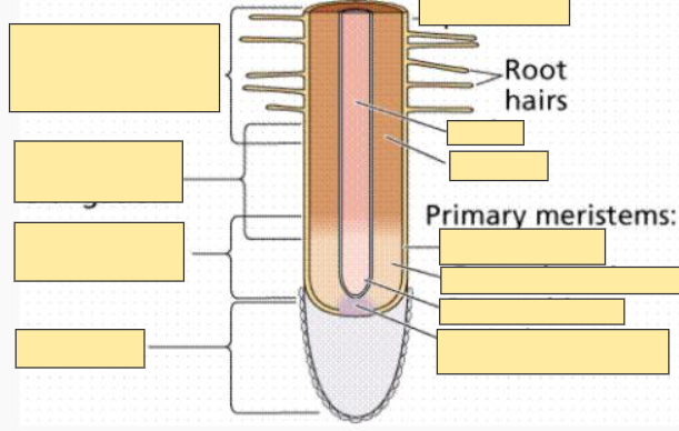 <p>Root Hairs</p>