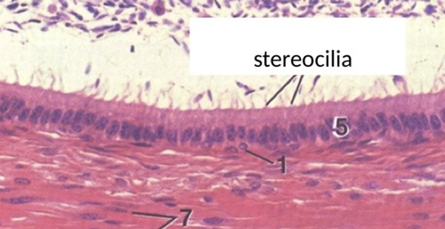 <p>- Long microvilli composed of microfilaments</p>