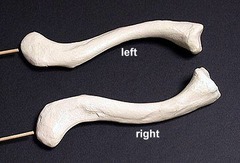 how do you know your left clavicle from your right?