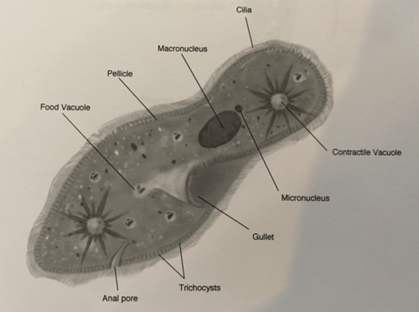 <p>complex organism with two nuclei, trichocytes, and a contractile vacuole</p>