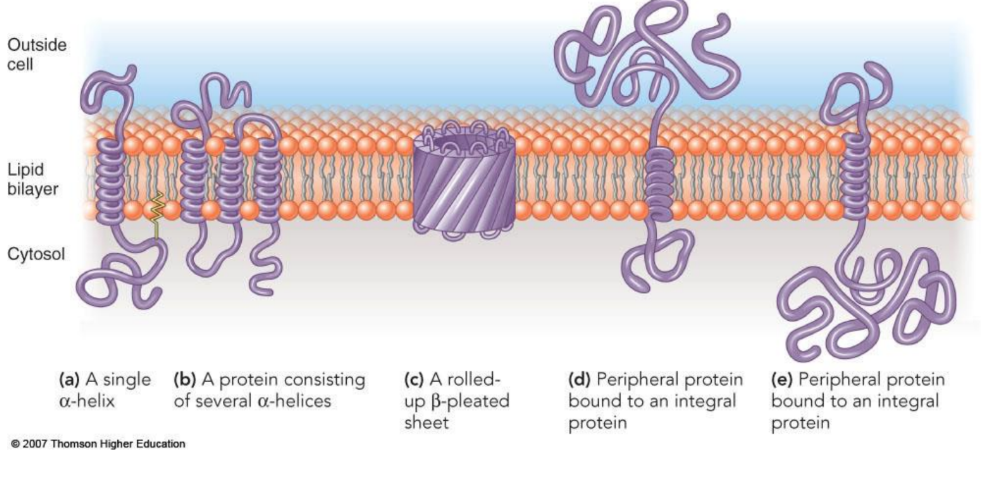 <p>• Integral membrane proteins, embedded in bilayer</p><p>• Transmembrane proteins, extend completely through membrane</p><p>• Peripheral membrane proteins, at surface of bilayer bound to exposed integral proteins</p>