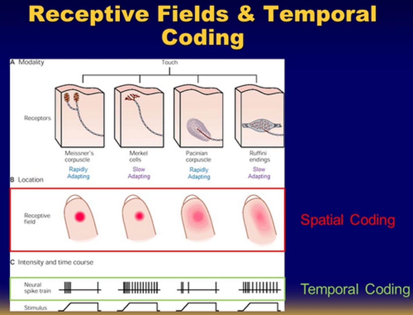 <p>The timing of neuron signals carries information.</p>