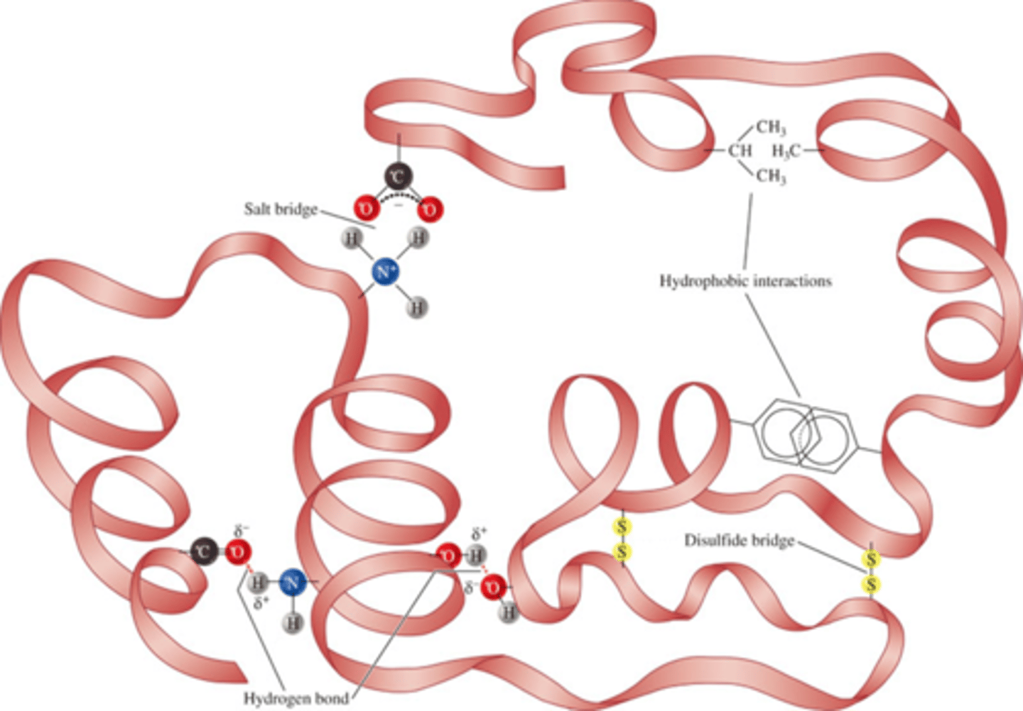 <p>1) Salt Bridges between ionic side chains -COO- and -NH3+</p><p>2) Hydrogen Bonds between polar residue side chains</p><p>3) Hydrophobic Interactions -> 2 nonpolar (amino acid) groups are attracted by a mutual repulsion of water</p><p>4) Disulfide Bridges between two cysteine residues</p>