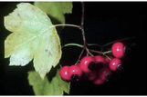 <p>white flowers, bright red berries in fall</p><p>red —> green leaves</p><p>lobed, serrated margins, 1-3 inch long thorns</p>
