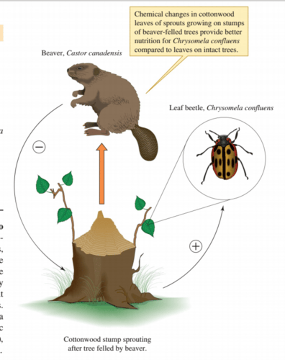 <p>when the activities of one species indirectly benefit another species without itself being helped or harmed</p>