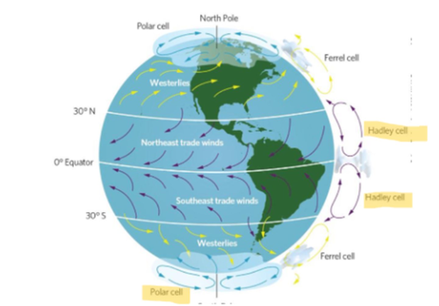 <p>Polar cells</p><p>Hadley cells</p>