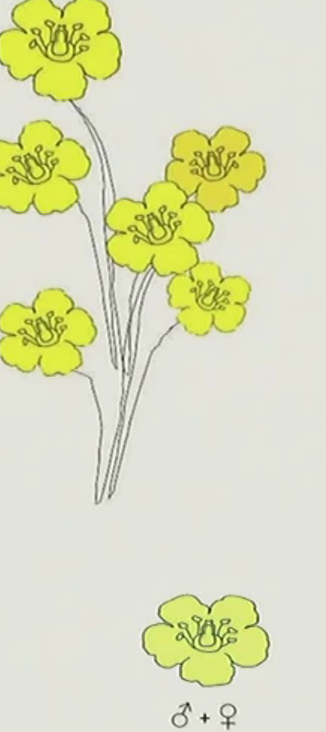 <p>plant has both male and female</p>