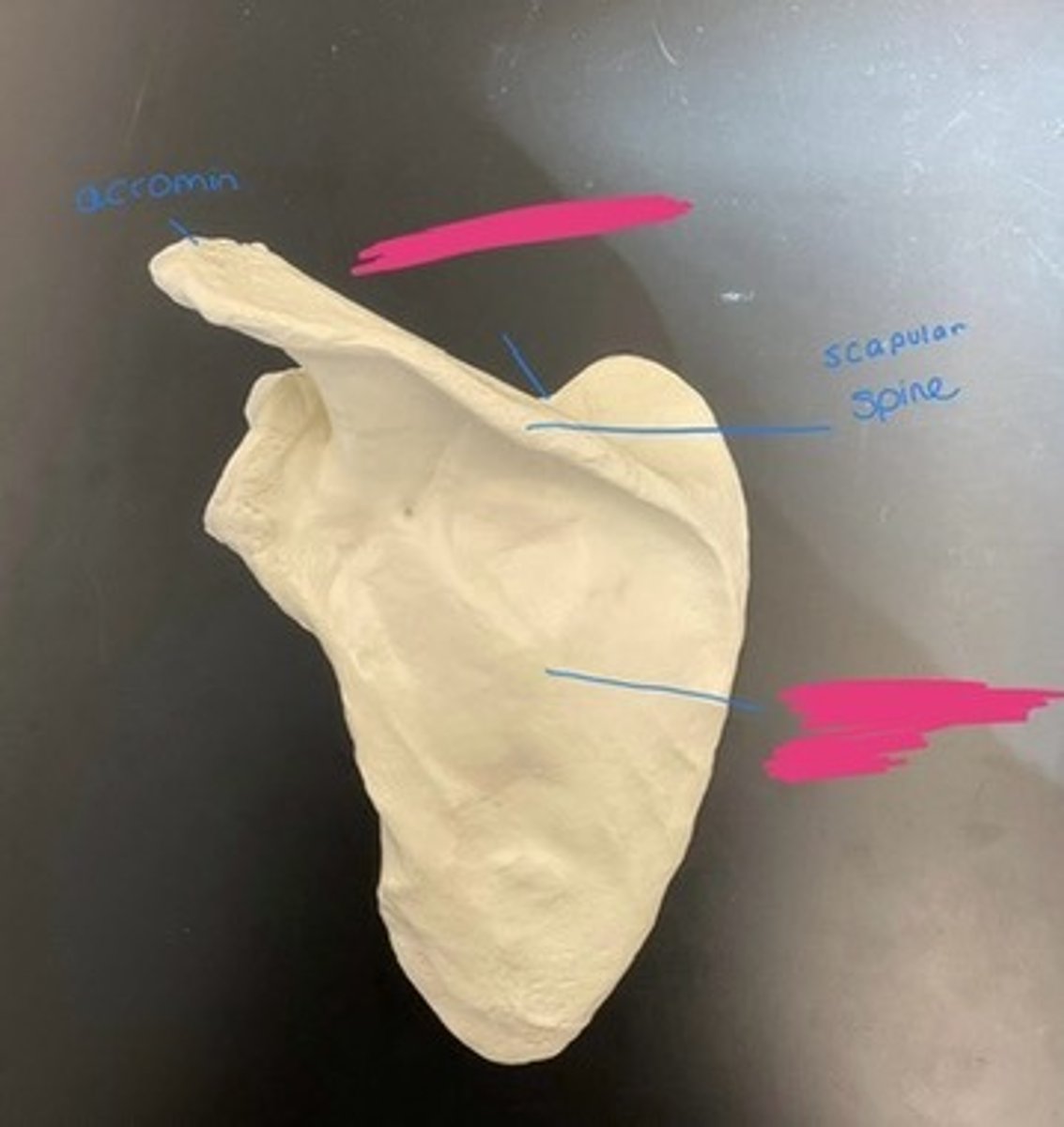 knowt flashcard image
