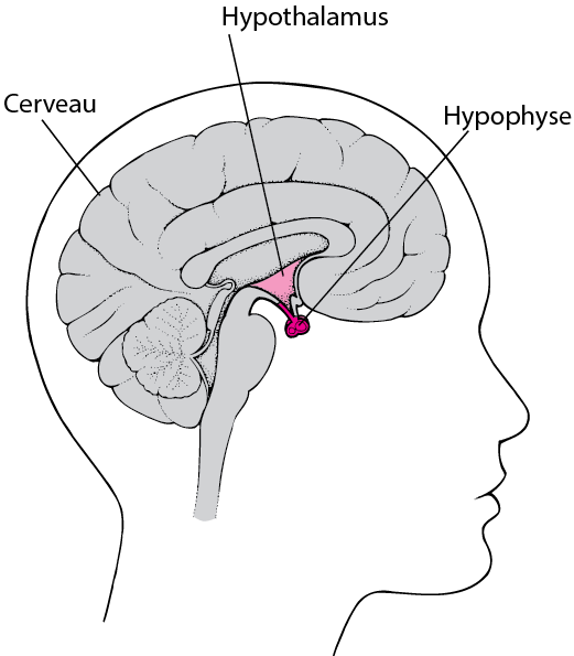 <p>Pour poursuivre l’étude des hormones, il faut comprendre le lien entre l’hypothalamus et l’hypophyse, ainsi quel est le rapport de supériorité entre les deux ?</p>