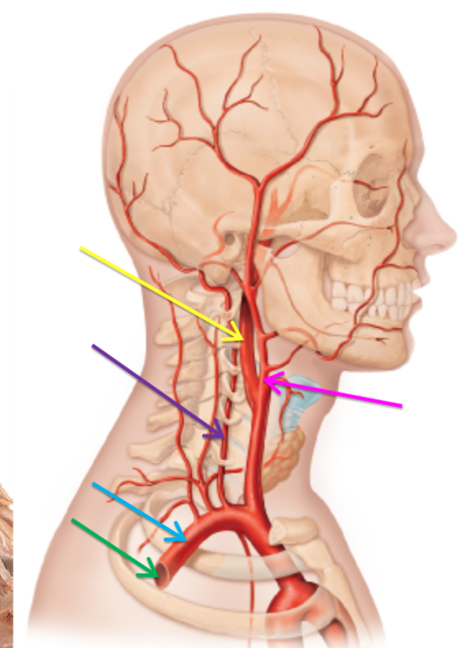 <p>The arteries highlighted pink and yellow have stemmed off from which artery? </p>