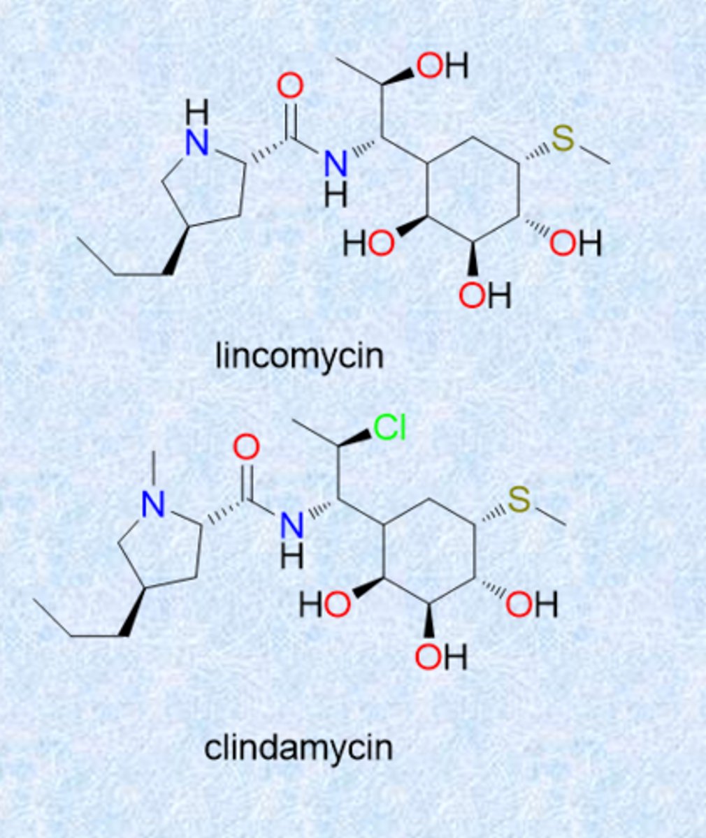 <p>- isolated from Streptomyces</p><p>- lincomycin and clindamycin</p><p>- resemble macrolides in spectrum and MOA</p><p>- Cl in clinda is chloride (improved stability and activity)</p><p>- MOA similar to macrolides (bind ribosome and block elongation)</p>
