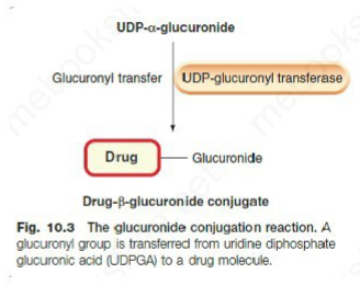<p>Uridine 5’-Diphosphate</p><p>(Catalyses the transfer of Glucuronic acid from the cofactor UDP-G A to a substrate to form β-d-glucopyranosiduronic acids (glucuronides), metabolites that are sensitive to cleavage by β- glucuronidase)</p>