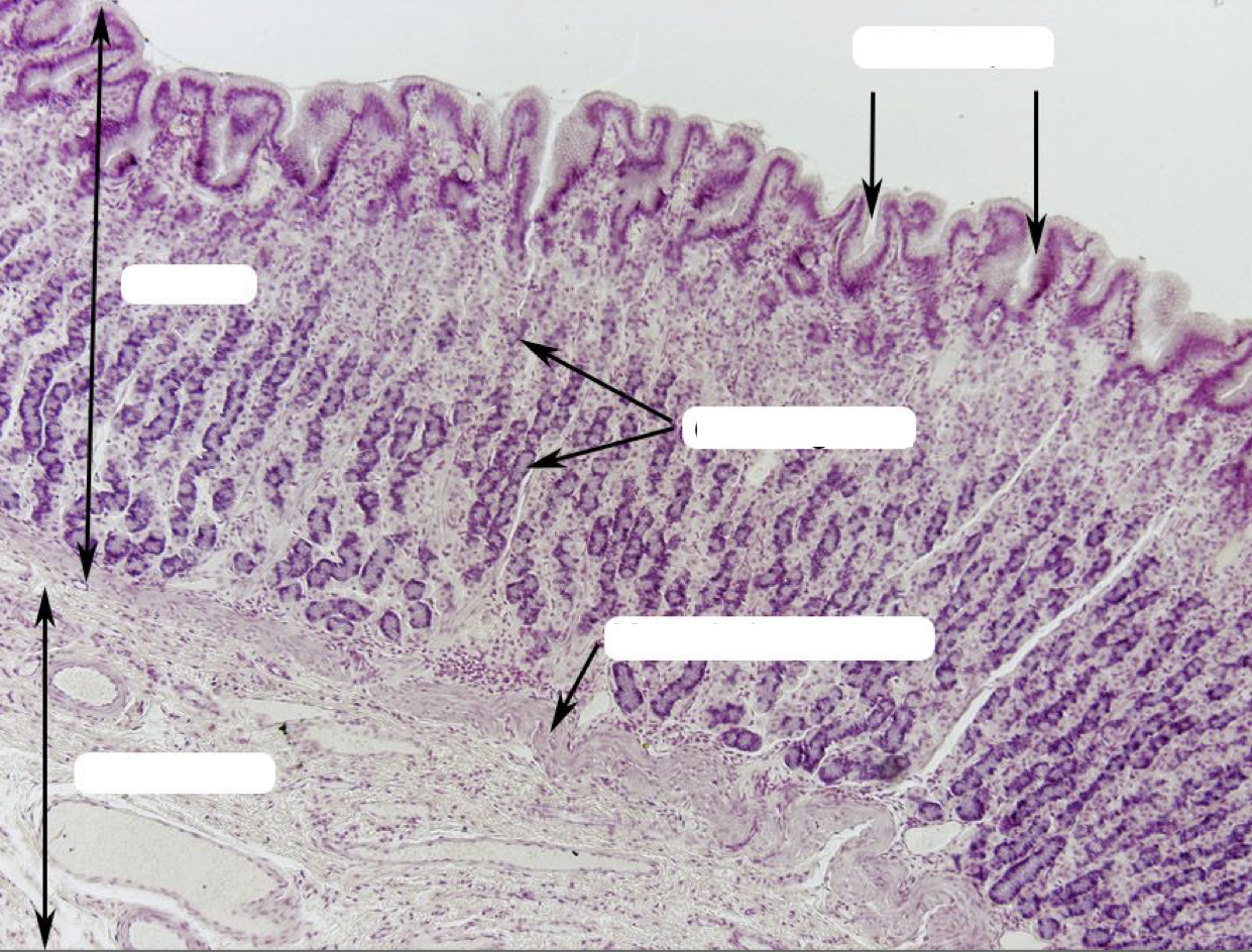 <p>Where does the secretions of gastric glands come out?</p>