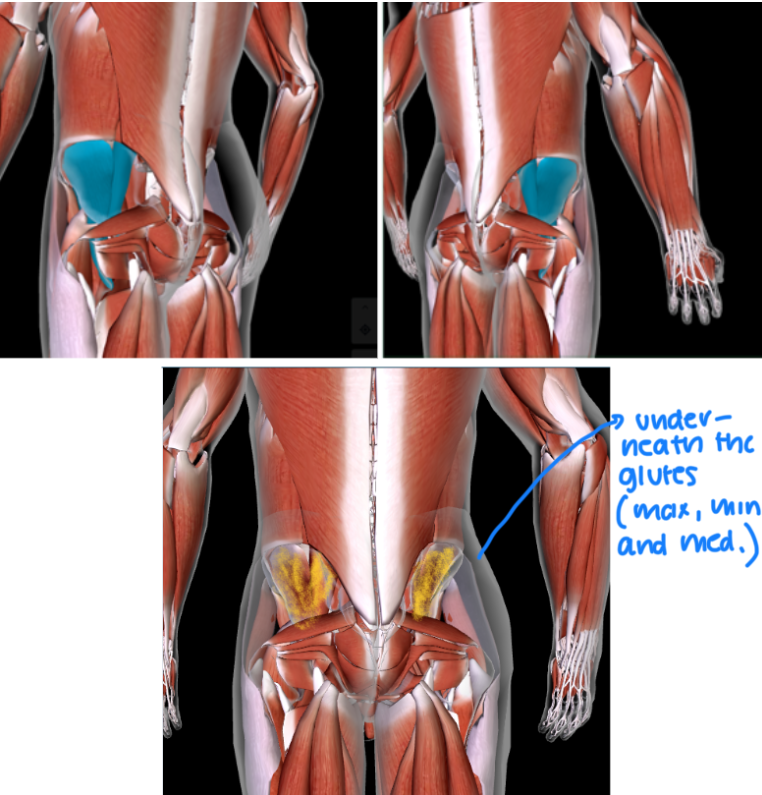 <p>Function: <strong>FLEX THIGH AND TRUNK </strong></p><ul><li><p><strong>UNDERNEATH THE GLUTES (max and min and medius)  </strong></p></li></ul><p></p>