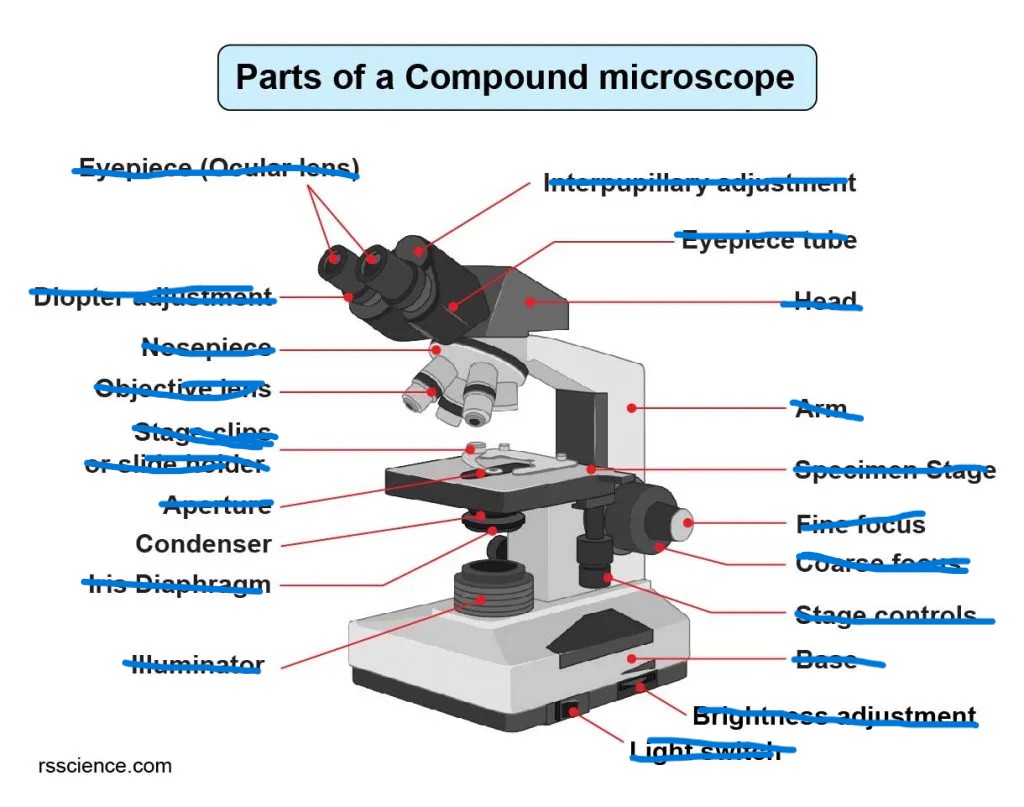 <p>Focuses light onto the specimen for clarity and contrast.</p>