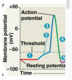 <p>What is true at ‘1’ on the diagram to the right?</p><p>A. Na+ voltage-gated channels open</p><p>B. K+ voltage-gated channels open</p><p>C. Both Na+ and K+ voltage-gated channels open</p><p>D. Neither Na+ nor K+ voltage-gated channels are open</p>