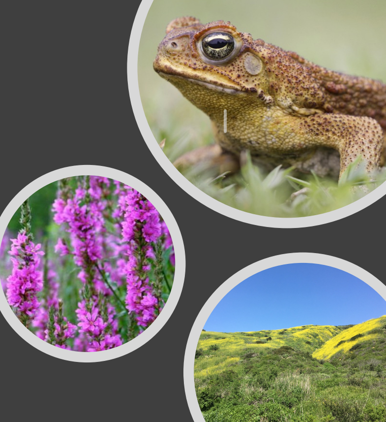 <ol start="3"><li><p>Invasive species</p></li></ol><p>Represent a major component of global change</p><ul><li><p>Nut____ cy_____</p></li><li><p>Consumption of nat____</p></li><li><p>Interspecific comp_____</p></li><li><p>Fi__ regimes</p></li></ul><p></p><p>Hu___ ac___ the major driver of ex___ species intro______</p><p></p><p>Exp___! (Envi_____y & econ______y)</p>