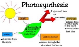 <p>Plants use the sun’s energy to convert water and carbon dioxide into oxygen and sugars.</p>